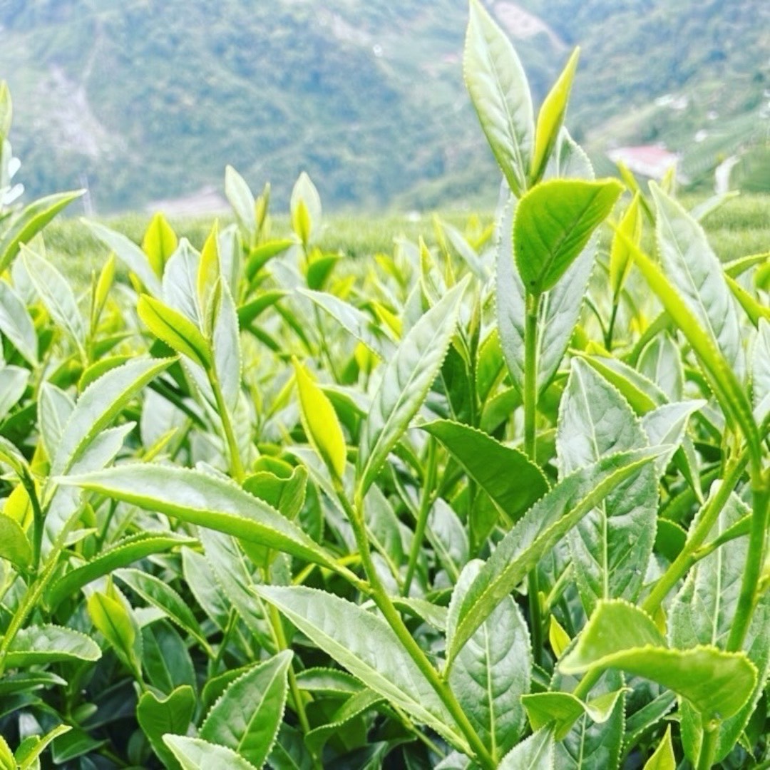 玉泉茶行