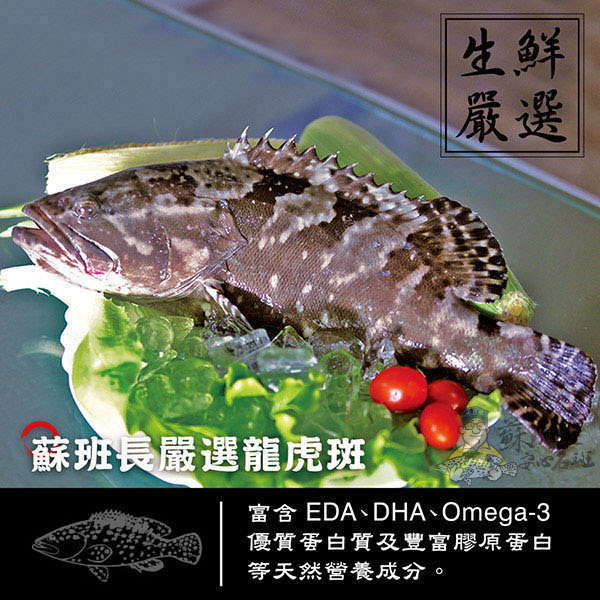 龍虎斑 大尾條凍