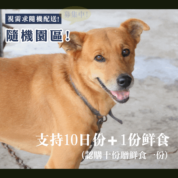 浪浪糧食10日量(10份)+2份鮮食