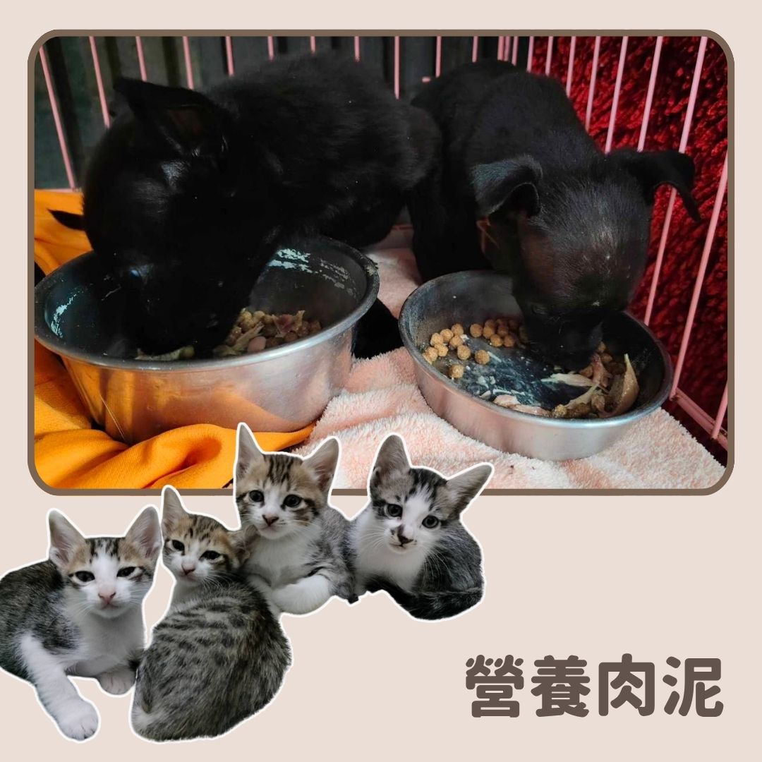 【貓/幼犬】肉泥