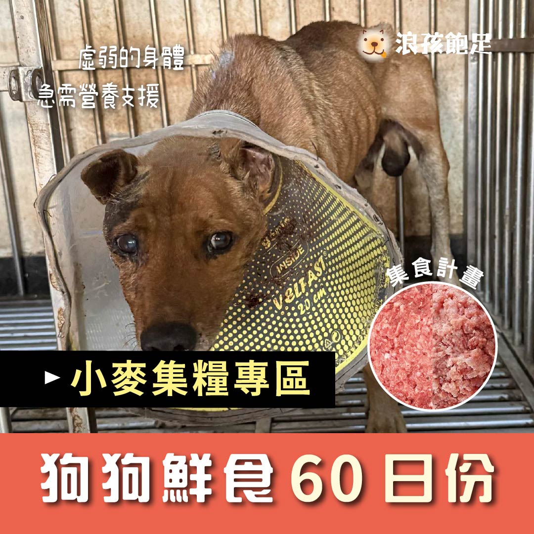 給小麥的營養鮮食 60日份 給小麥的營養鮮食 60日份