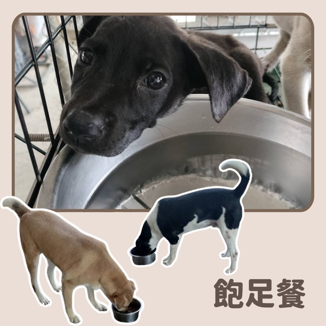乾糧 10 日份