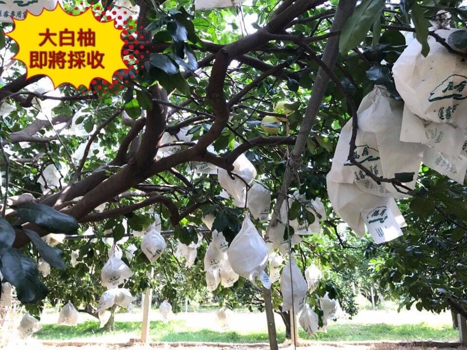 大白柚5斤禮盒 大白柚5斤禮盒