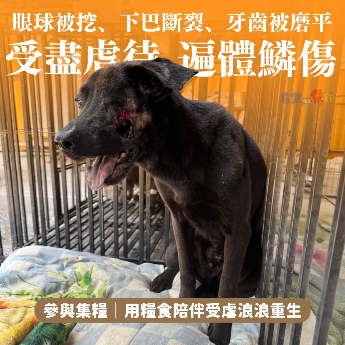 毛孩集糧❤️流浪狗集食計畫