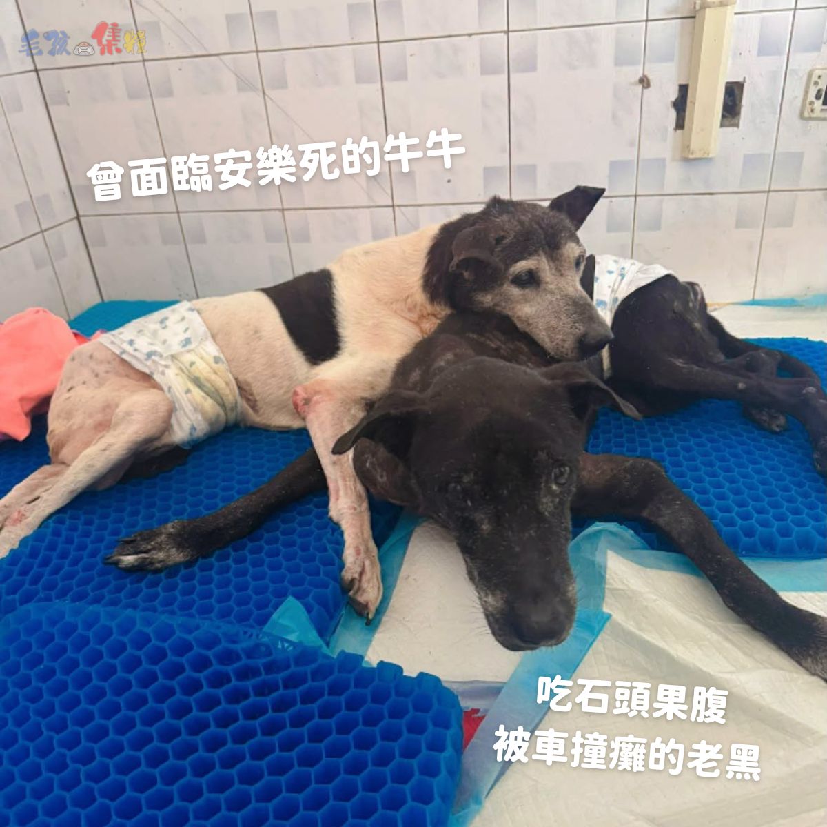 毛孩集糧❤️流浪狗集食計畫
