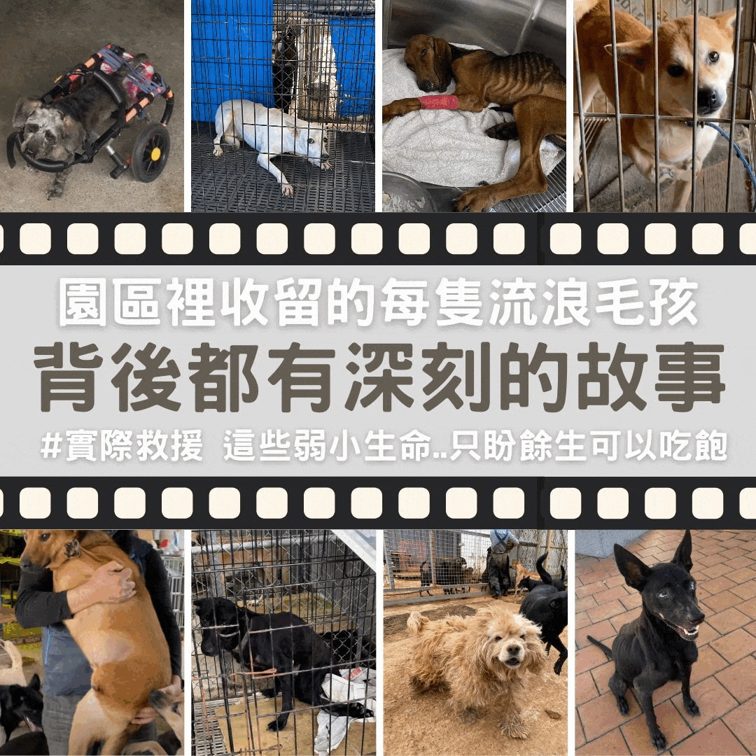 毛孩集糧❤️流浪狗集食計畫