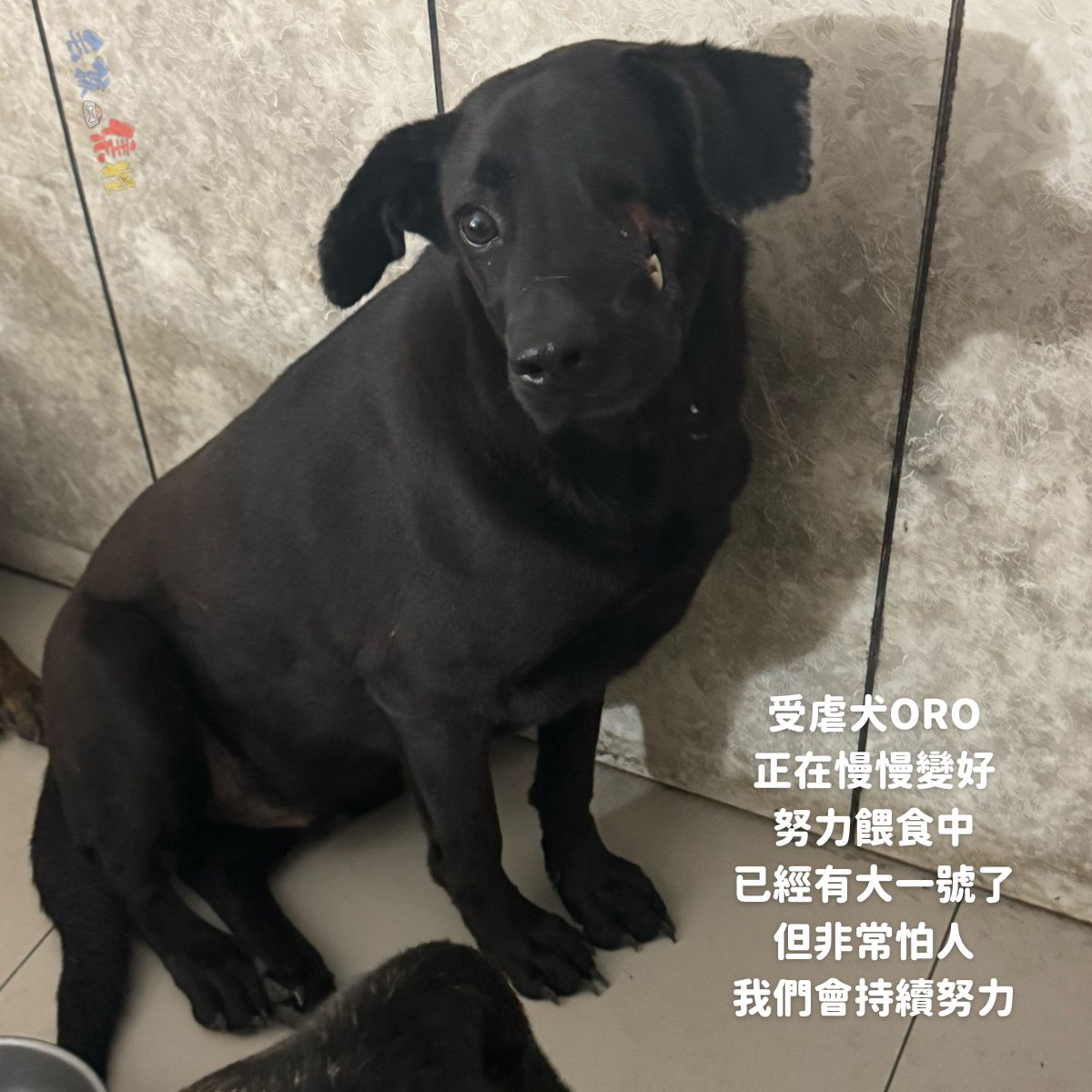 毛孩集糧❤️流浪狗集食計畫