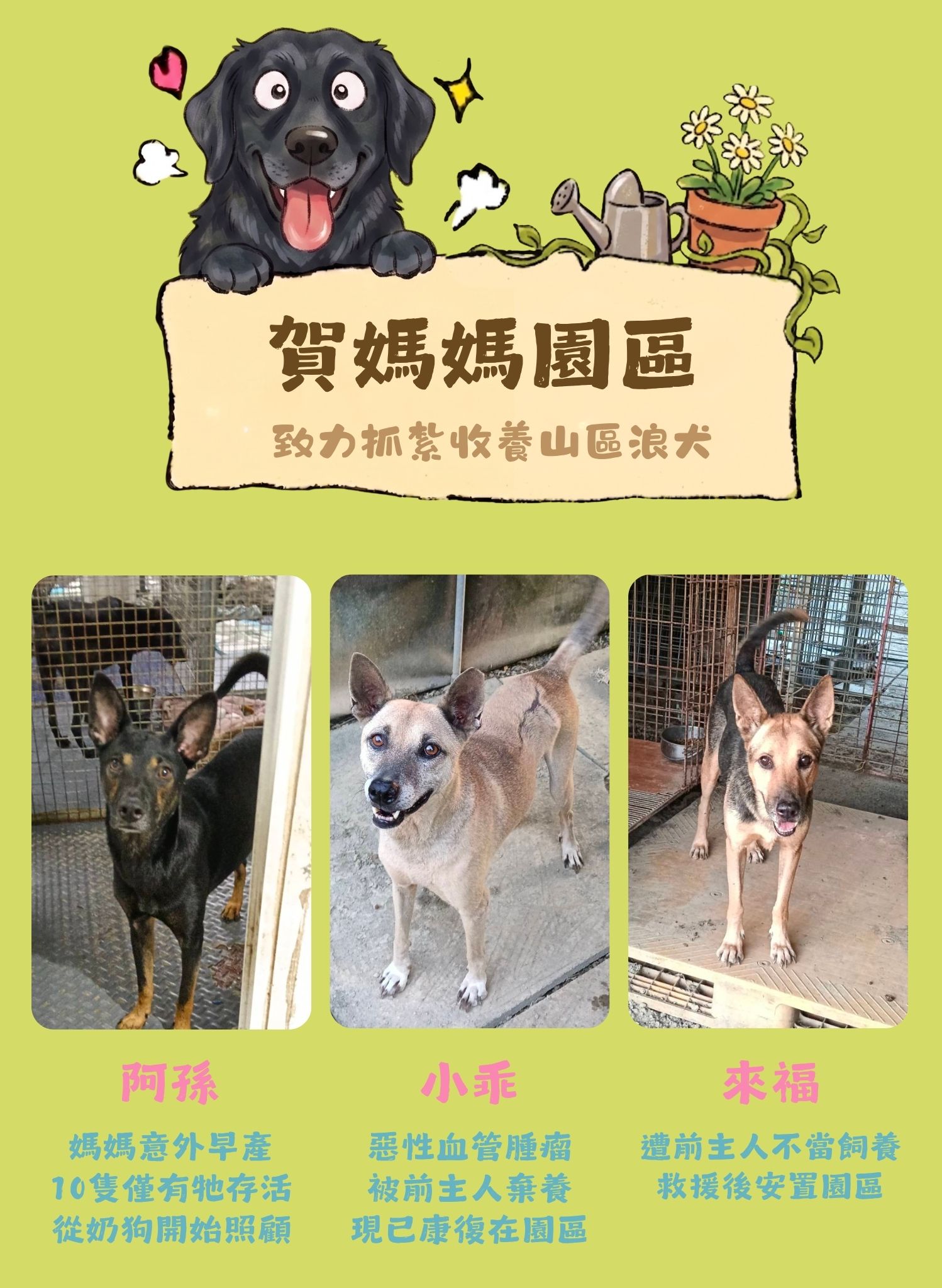 毛孩集糧❤️流浪狗集食計畫