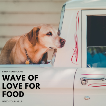 浪愛集食 讓愛延續 浪愛集食 讓愛延續